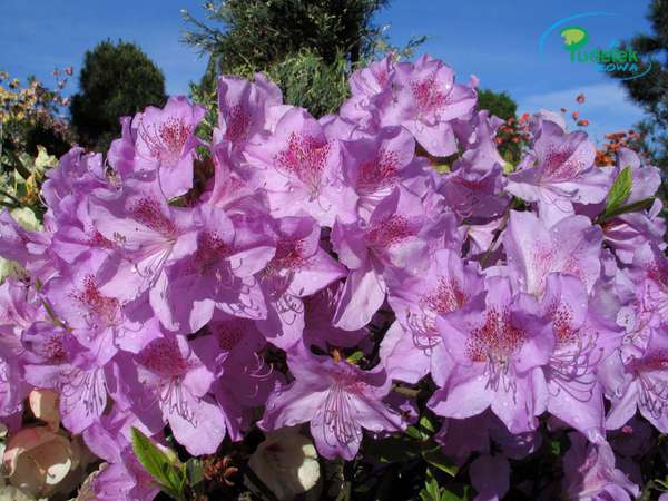 Azalia japońska Ledikanense